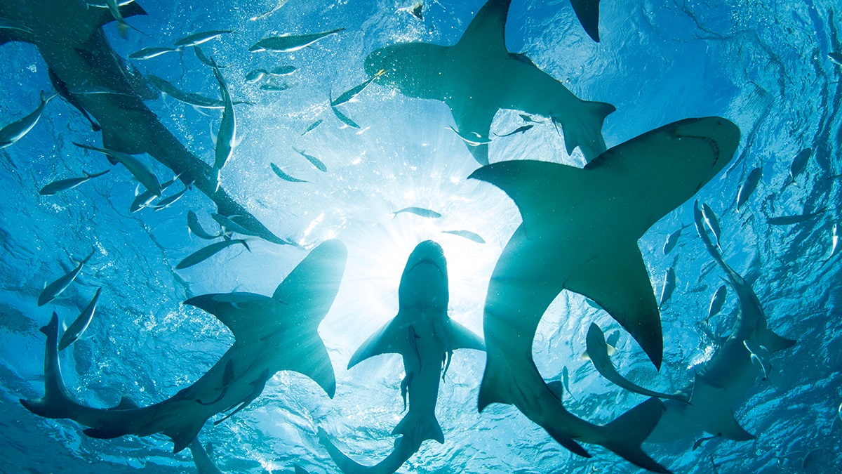 На Багамах в крові акул виявили кокаїн і кофеїн