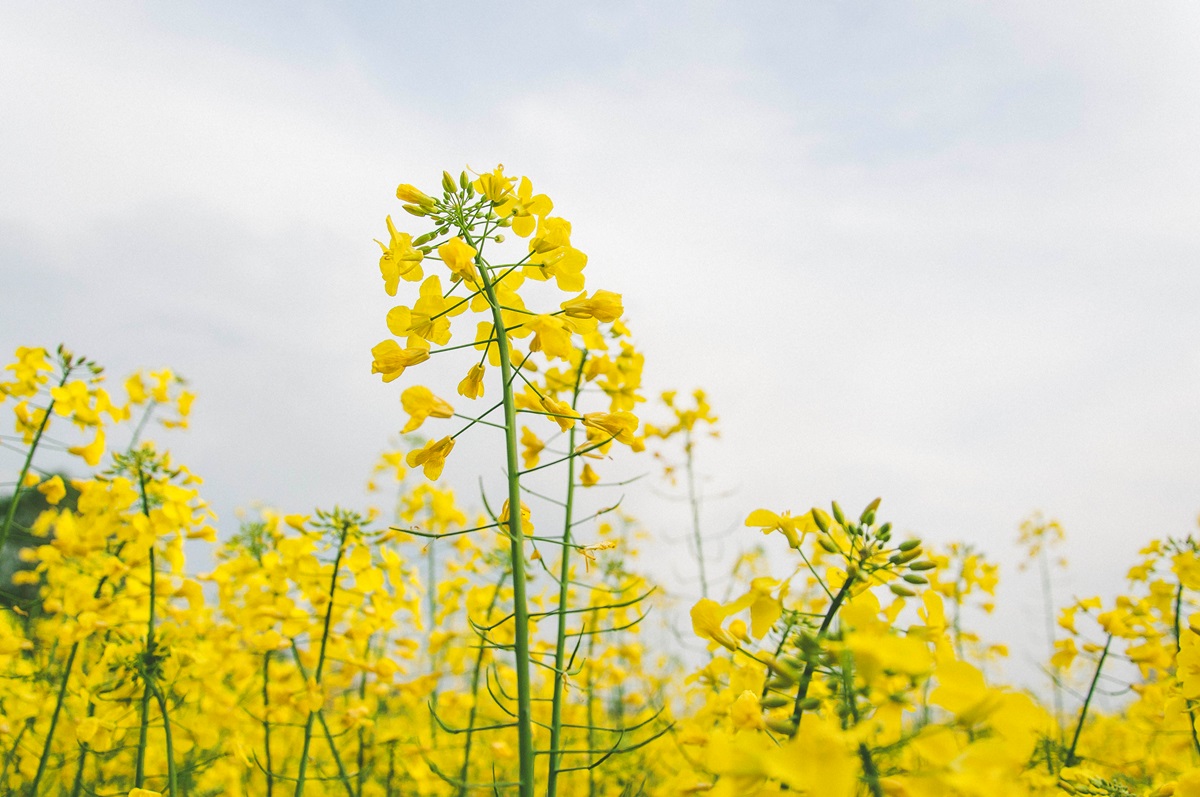 Україна може збільшити посіви ріпаку через війну в Ірані